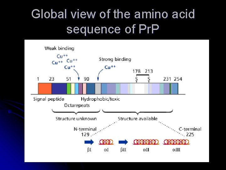 Global view of the amino acid sequence of Pr. P 