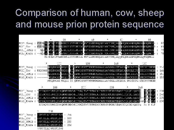 Comparison of human, cow, sheep and mouse prion protein sequence 