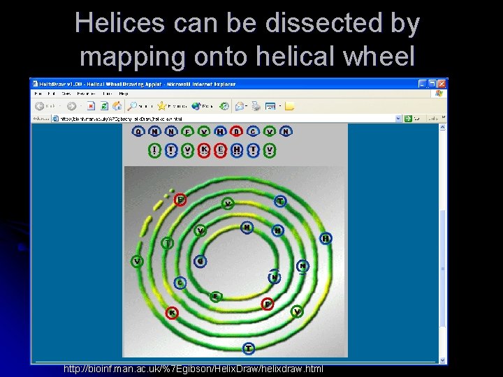 Helices can be dissected by mapping onto helical wheel http: //bioinf. man. ac. uk/%7