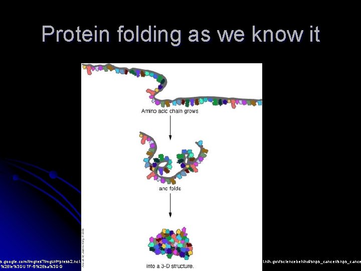 Protein folding as we know it es. google. com/imgres? imgurl=press 2. nci. nih. gov/sciencebehind/snps_cancer/images/21.