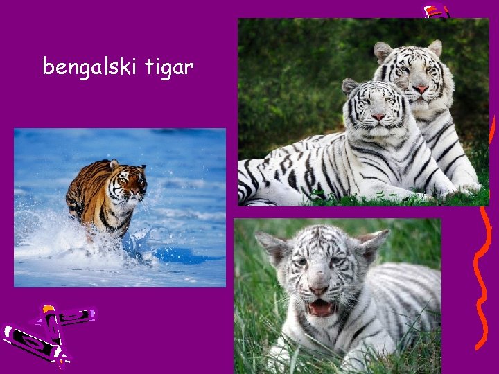bengalski tigar 
