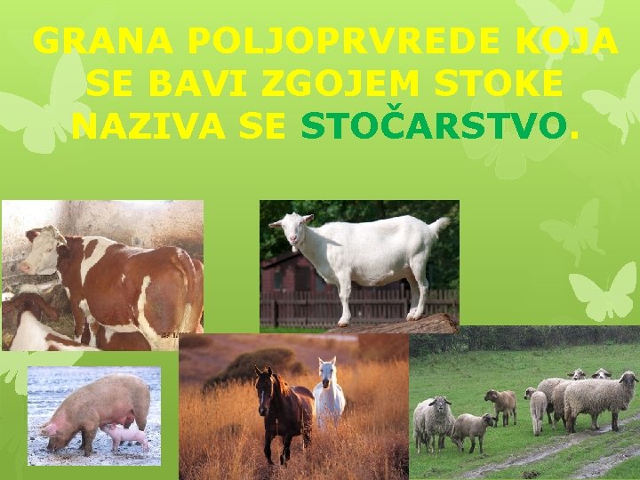 GRANA POLJOPRVREDE KOJA SE BAVI ZGOJEM STOKE NAZIVA SE STOČARSTVO. 