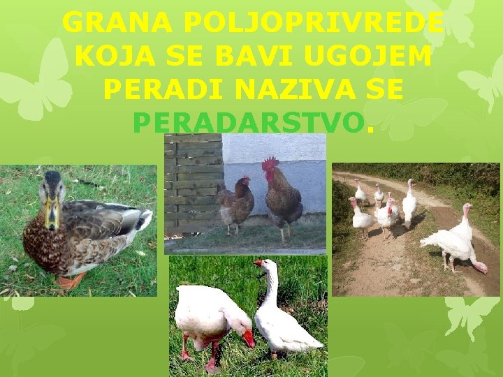 GRANA POLJOPRIVREDE KOJA SE BAVI UGOJEM PERADI NAZIVA SE PERADARSTVO. 