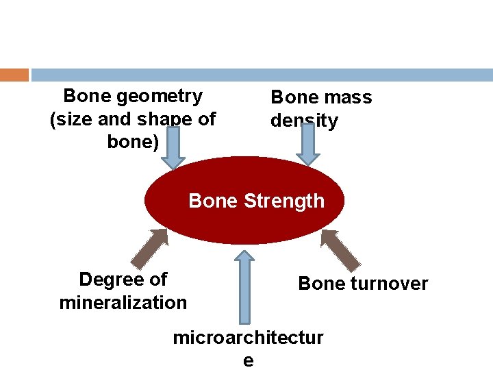 Bone geometry (size and shape of bone) Bone mass density Bone Strength Degree of