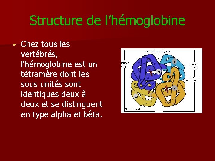 Structure de l’hémoglobine • Chez tous les vertébrés, l'hémoglobine est un tétramère dont les