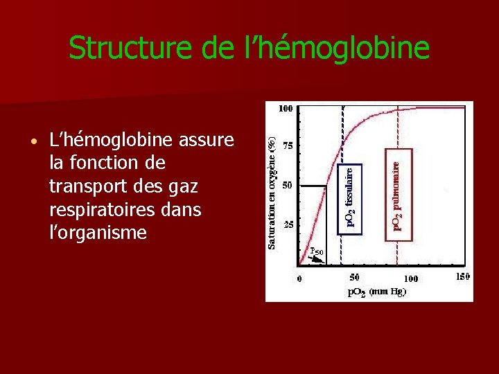 Structure de l’hémoglobine • L’hémoglobine assure la fonction de transport des gaz respiratoires dans