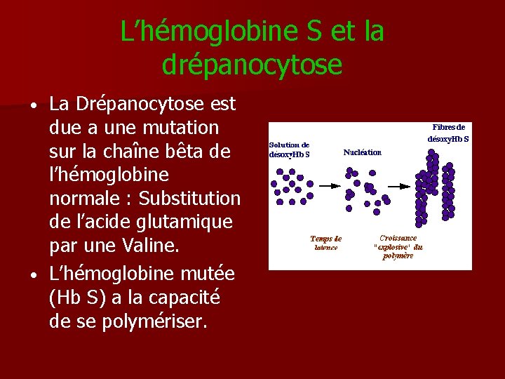 L’hémoglobine S et la drépanocytose La Drépanocytose est due a une mutation sur la