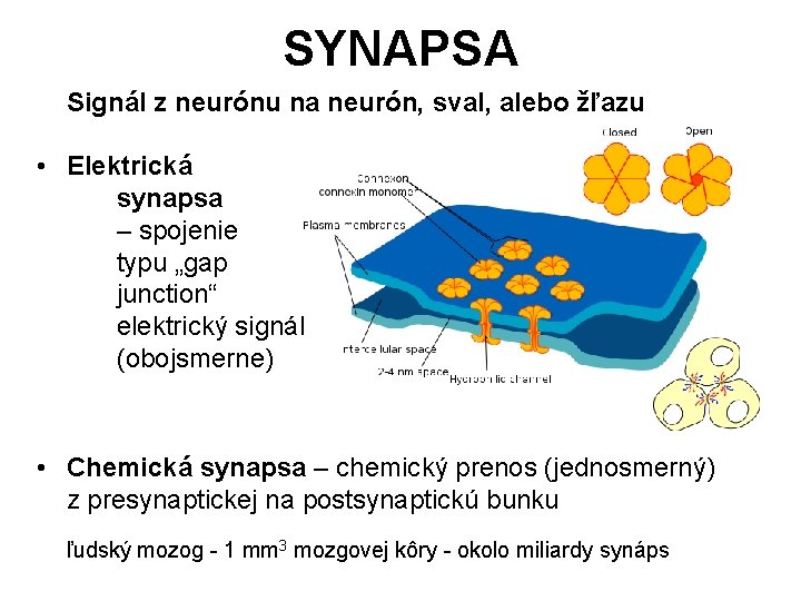SYNAPSA Signál z neurónu na neurón, sval, alebo žľazu • Elektrická synapsa – spojenie