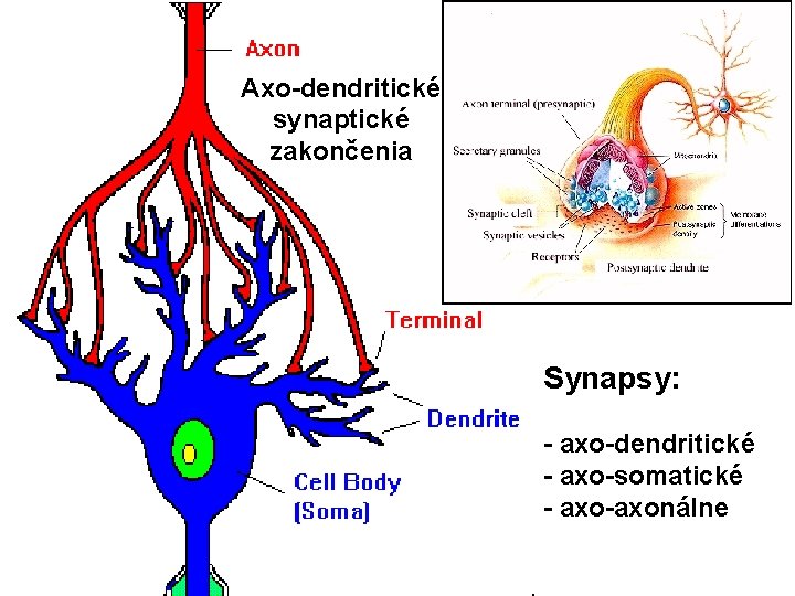 Axo-dendritické synaptické zakončenia Synapsy: - axo-dendritické - axo-somatické - axo-axonálne 