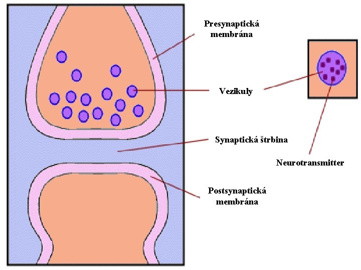 Presynaptická membrána Vezikuly Synaptická štrbina Neurotransmitter Postsynaptická membrána 