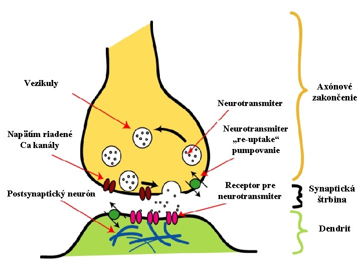 Vezikuly Neurotransmiter Napätím riadené Ca kanály Postsynaptický neurón Axónové zakončenie Neurotransmiter „re-uptake“ pumpovanie Receptor