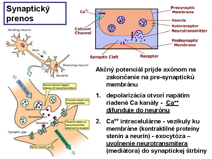 Synaptický prenos Akčný potenciál prijde axónom na zakončenie na pre-synaptickú membránu 1. depolarizácia otvorí