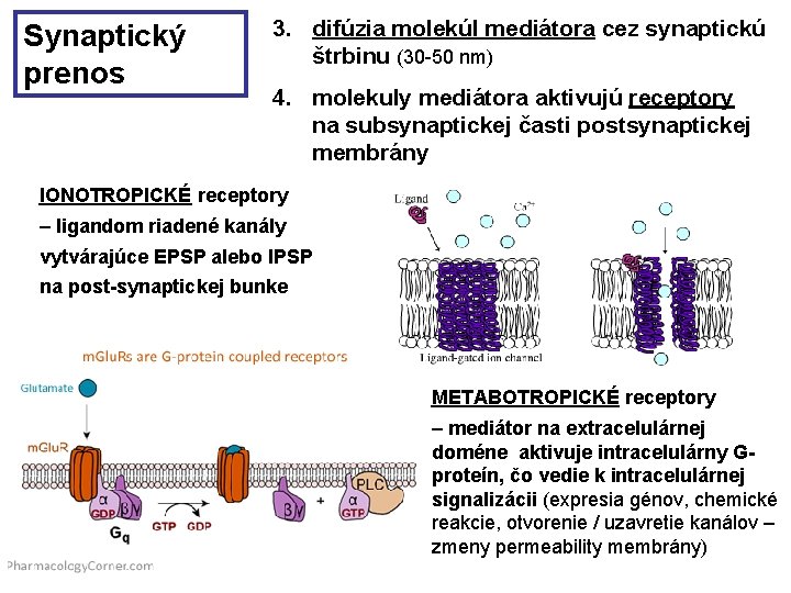 Synaptický prenos 3. difúzia molekúl mediátora cez synaptickú štrbinu (30 -50 nm) 4. molekuly