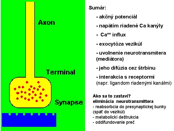 Sumár: - akčný potenciál - napätím riadené Ca kanýly - Ca++ influx - exocytóza