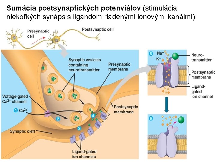 Sumácia postsynaptických potenviálov (stimulácia niekoľkých synáps s ligandom riadenými iónovými kanálmi) 