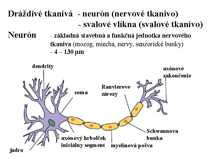 Dráždivé tkanivá - neurón (nervové tkanivo) - svalové vlíkna (svalové tkanivo) Neurón - základná