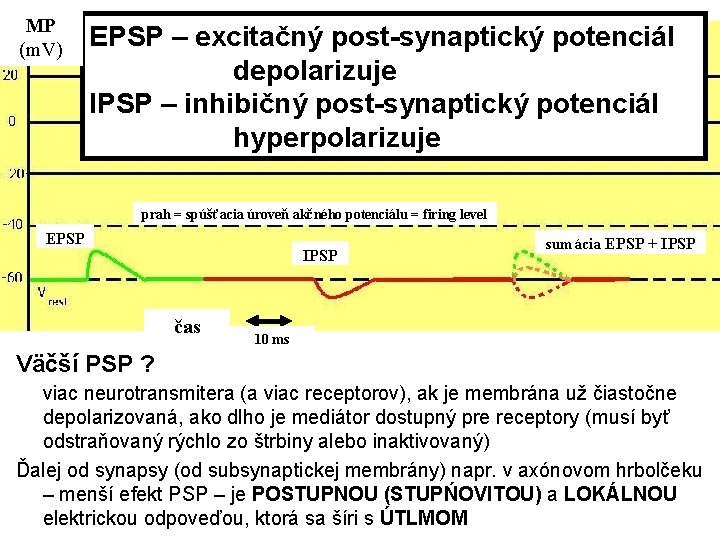 MP (m. V) EPSP – excitačný post-synaptický potenciál depolarizuje IPSP – inhibičný post-synaptický potenciál