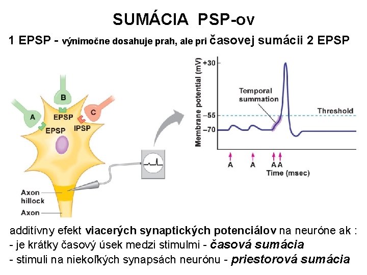SUMÁCIA PSP-ov 1 EPSP - výnimočne dosahuje prah, ale pri časovej sumácii 2 EPSP