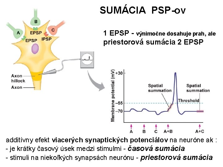 SUMÁCIA PSP-ov 1 EPSP - výnimočne dosahuje prah, ale priestorová sumácia 2 EPSP additívny
