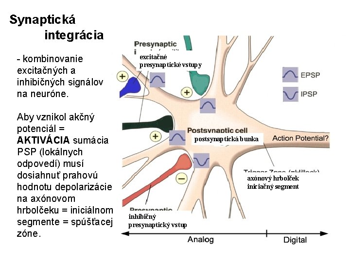 Synaptická integrácia - kombinovanie excitačných a inhibičných signálov na neuróne. Aby vznikol akčný potenciál