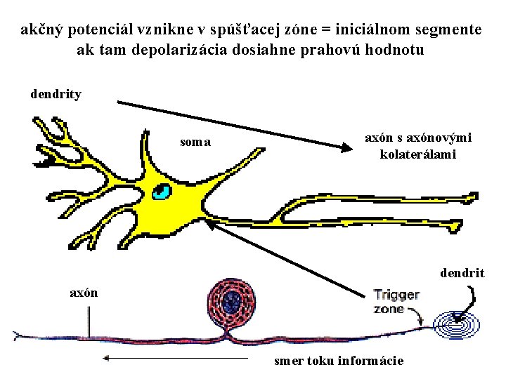 akčný potenciál vznikne v spúšťacej zóne = iniciálnom segmente ak tam depolarizácia dosiahne prahovú
