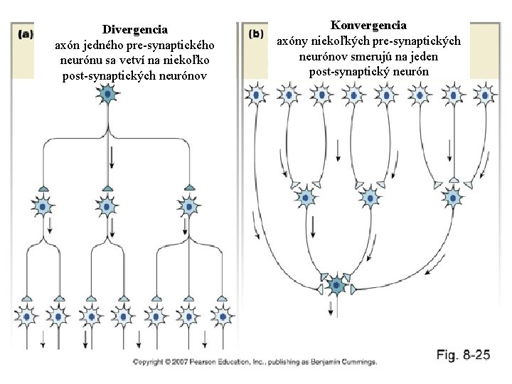 Divergencia axón jedného pre-synaptického neurónu sa vetví na niekoľko post-synaptických neurónov Konvergencia axóny niekoľkých