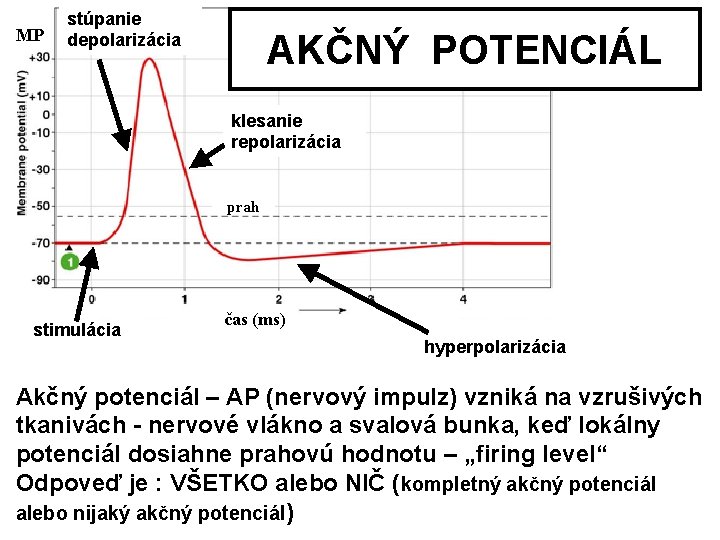 MP stúpanie depolarizácia AKČNÝ POTENCIÁL klesanie repolarizácia prah stimulácia čas (ms) hyperpolarizácia Akčný potenciál