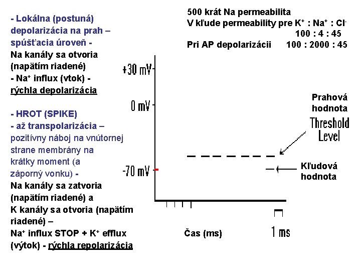 - Lokálna (postuná) depolarizácia na prah – spúšťacia úroveň Na kanály sa otvoria (napätím
