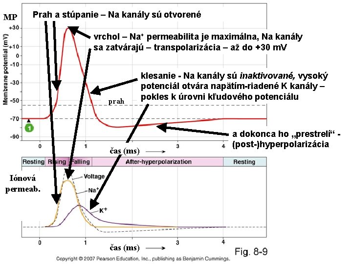 MP Prah a stúpanie – Na kanály sú otvorené vrchol – Na+ permeabilita je
