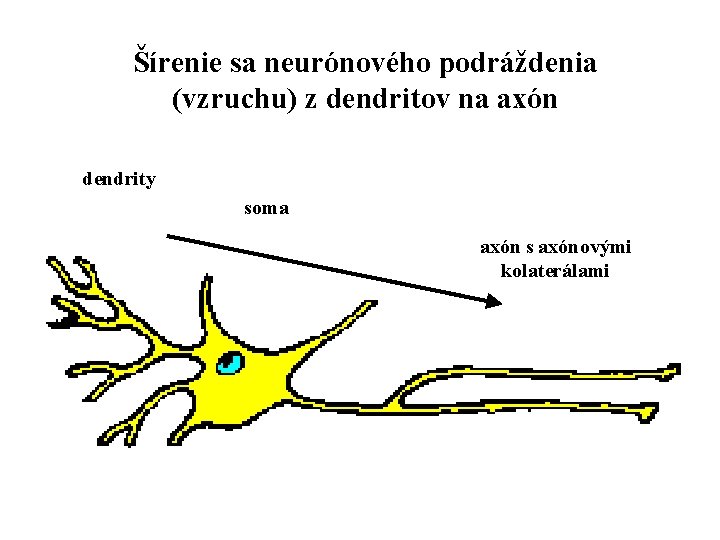 Šírenie sa neurónového podráždenia (vzruchu) z dendritov na axón dendrity soma axón s axónovými