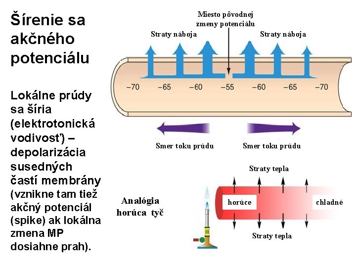 Šírenie sa akčného potenciálu Lokálne prúdy sa šíria (elektrotonická vodivosť) – depolarizácia susedných častí