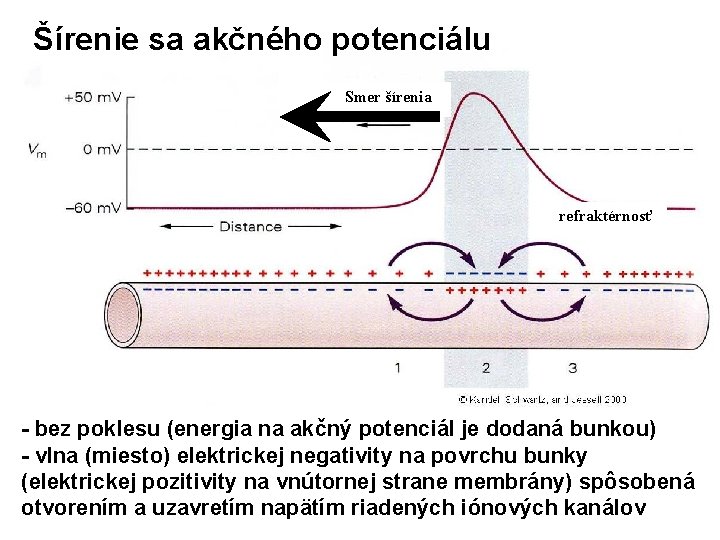 Šírenie sa akčného potenciálu Smer šírenia refraktérnosť - bez poklesu (energia na akčný potenciál