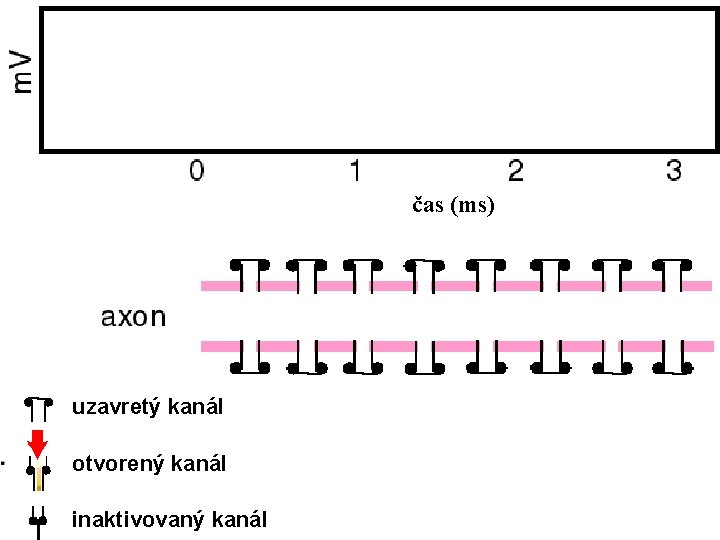 čas (ms) uzavretý kanál otvorený kanál inaktivovaný kanál 