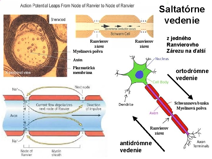 Saltatórne vedenie Ranvierov zárez Myelínová pošva Ranvierov zárez z jedného Ranvierovho Zárezu na ďalší