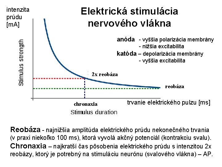 intenzita prúdu [m. A] Elektrická stimulácia nervového vlákna anóda - vyššia polarizácia membrány -