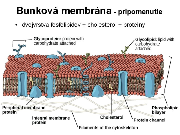 Bunková membrána - pripomenutie • dvojvrstva fosfolipidov + cholesterol + proteíny 
