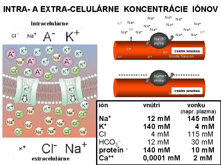INTRA- A EXTRA-CELULÁRNE KONCENTRÁCIE IÓNOV intracelulárne vnútro neurónu extracelulárne ión vnútri vonku Na+ K+