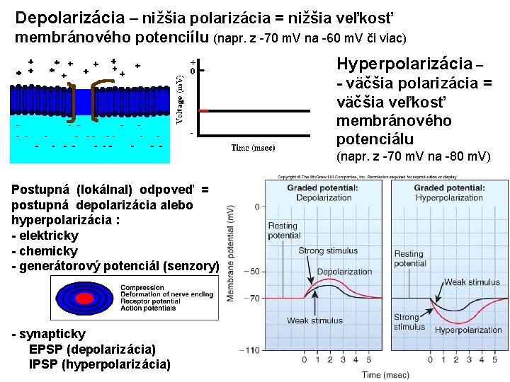 Depolarizácia – nižšia polarizácia = nižšia veľkosť membránového potenciílu (napr. z -70 m. V