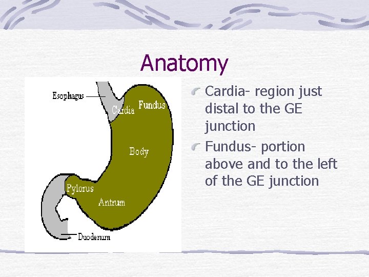 Anatomy Cardia- region just distal to the GE junction Fundus- portion above and to