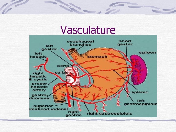 Vasculature 