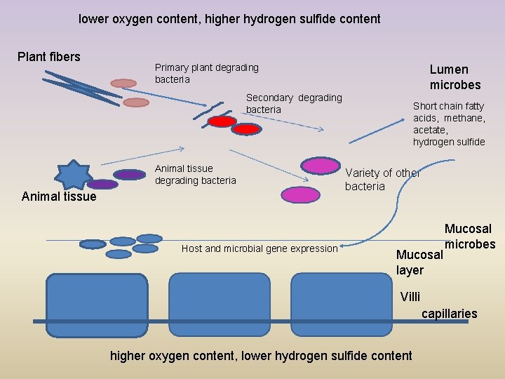 lower oxygen content, higher hydrogen sulfide content Plant fibers Primary plant degrading bacteria Lumen