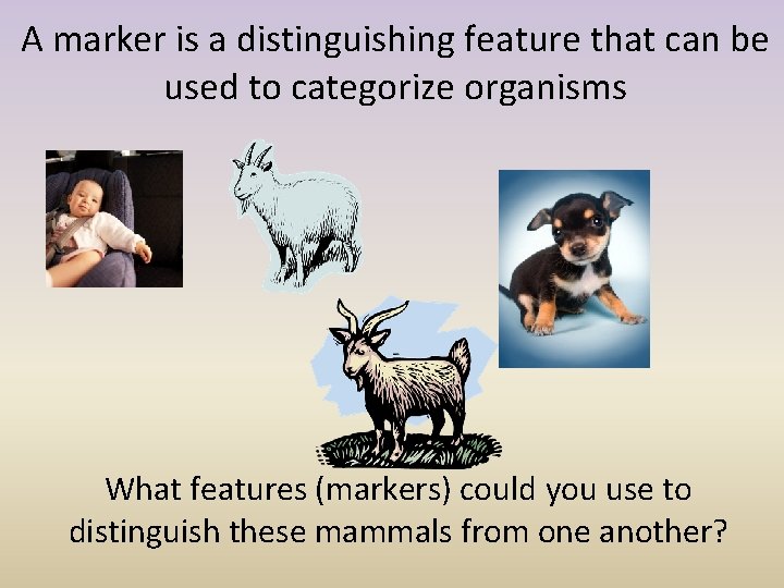 A marker is a distinguishing feature that can be used to categorize organisms What