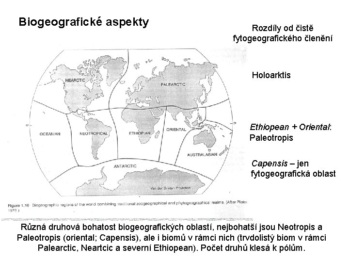 Biogeografické aspekty Rozdíly od čistě fytogeografického členění Holoarktis Ethiopean + Oriental: Paleotropis Capensis –