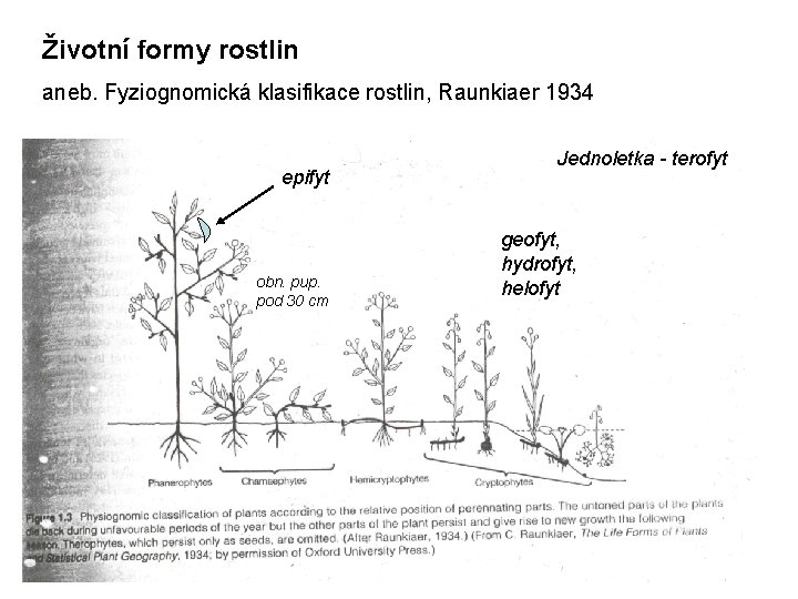 Životní formy rostlin aneb. Fyziognomická klasifikace rostlin, Raunkiaer 1934 epifyt obn. pup. pod 30