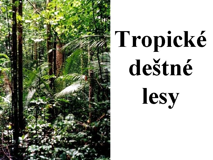 Tropické deštné lesy 