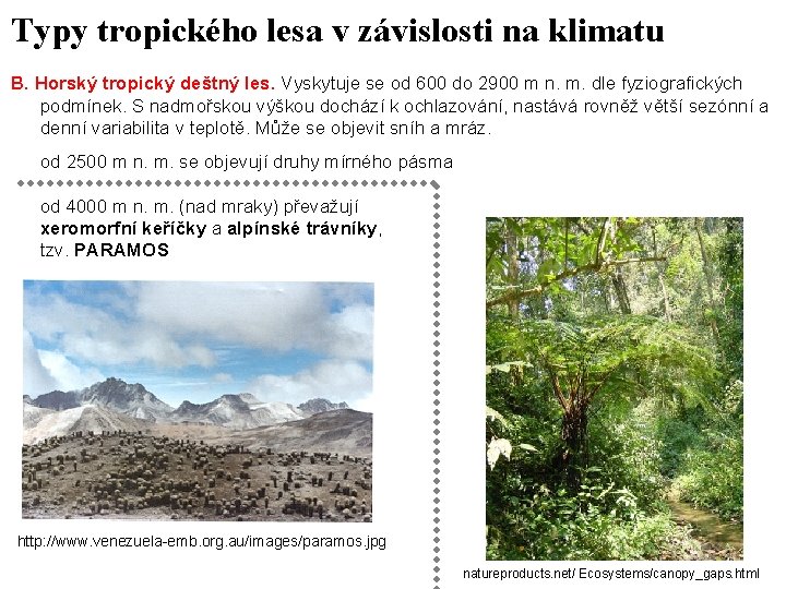 Typy tropického lesa v závislosti na klimatu B. Horský tropický deštný les. Vyskytuje se