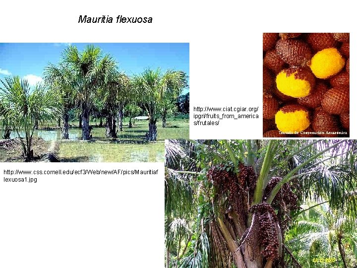 Mauritia flexuosa http: //www. ciat. cgiar. org/ ipgri/fruits_from_america s/frutales/ http: //www. css. cornell. edu/ecf