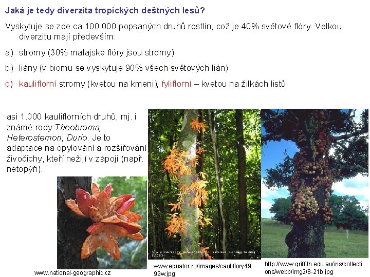 Jaká je tedy diverzita tropických deštných lesů? Vyskytuje se zde ca 100. 000 popsaných