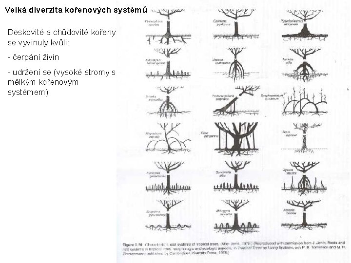 Velká diverzita kořenových systémů Deskovité a chůdovité kořeny se vyvinuly kvůli: - čerpání živin