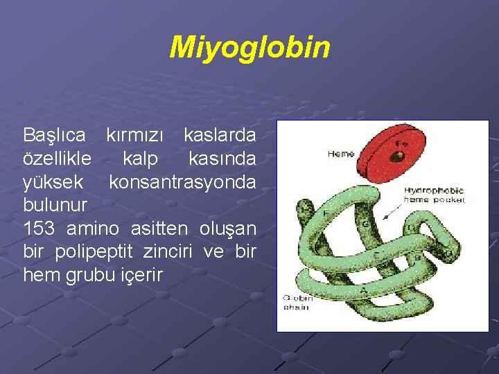 Miyoglobin Başlıca kırmızı kaslarda özellikle kalp kasında yüksek konsantrasyonda bulunur 153 amino asitten oluşan